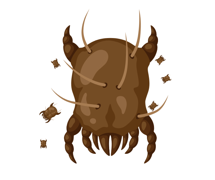 Ear Mites